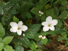 Anemonastrum deltoideum