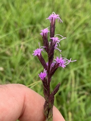 Liatris acidota