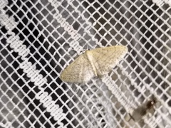 Idaea elongaria