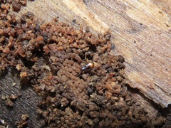 Mioptachys flavicauda