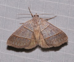 Ptichodis ovalis