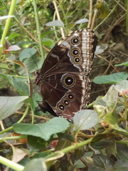 Morpho helenor peleides