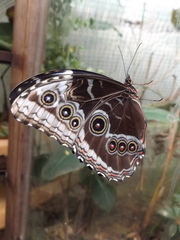 Morpho helenor peleides