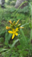 Hypericum montanum