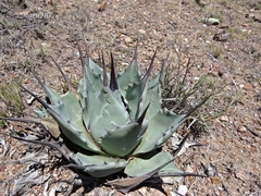 Agave flexispina