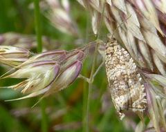 Syricoris