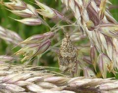 Syricoris