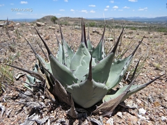 Agave flexispina