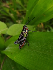 Chromacris psittacus