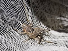 Bucephaloptera bucephala