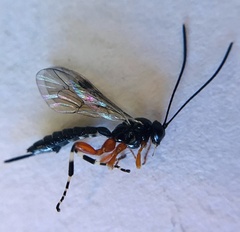 Itoplectis