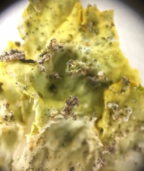 Xanthoria parietina