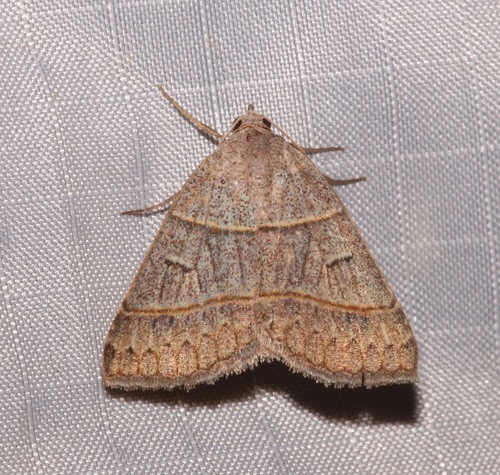 Ptichodis ovalis photo 2