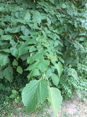 Tilia cordata