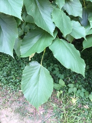 Tilia cordata