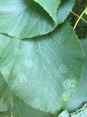 Tilia cordata