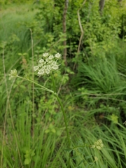Silphiodaucus prutenicus