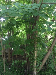 Tilia cordata