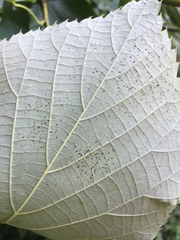 Tilia cordata
