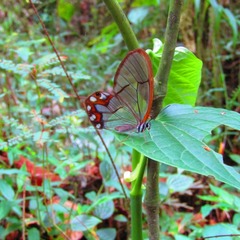 Pseudohaetera hypaesia