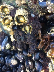 Callithamnion pikeanum