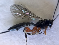 Itoplectis
