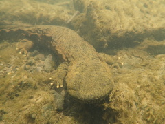 Hellbender photo 1
