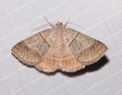 Ptichodis ovalis