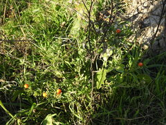 Solanum pseudocapsicum