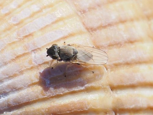 Xanthocanace ranula