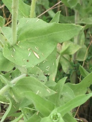 Grindelia integrifolia