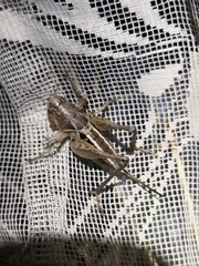 Bucephaloptera bucephala