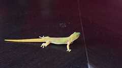 Phelsuma laticauda