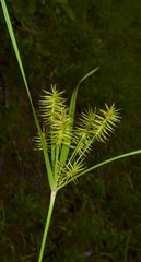 Cyperus hystricinus