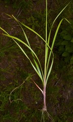 Cyperus hystricinus