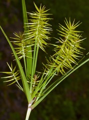 Cyperus hystricinus
