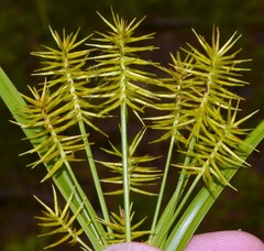Cyperus hystricinus