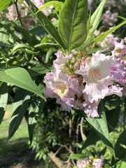 × chitalpa tashkentensis