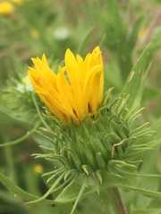 Grindelia integrifolia