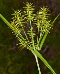 Cyperus hystricinus