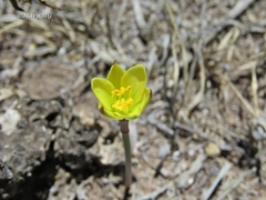 Zephyranthes longifolia