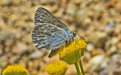 Satyrium