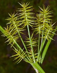 Cyperus hystricinus