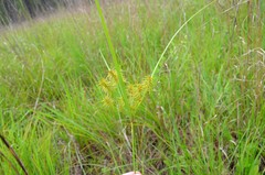 Cyperus hystricinus