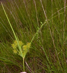 Cyperus hystricinus