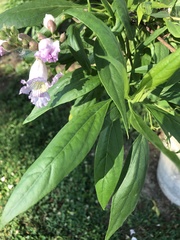 × chitalpa tashkentensis