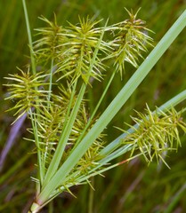 Cyperus hystricinus