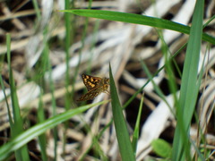 Carterocephalus skada