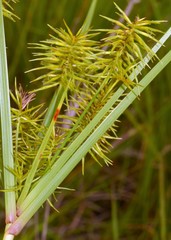 Cyperus hystricinus