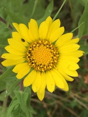Grindelia integrifolia